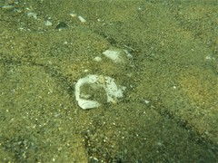 Paralichthys woolmani