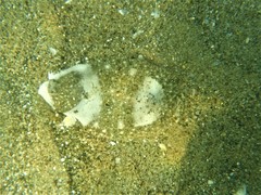 Paralichthys woolmani