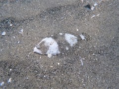 Paralichthys woolmani