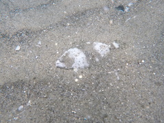 Paralichthys woolmani