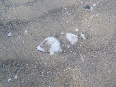 Paralichthys woolmani