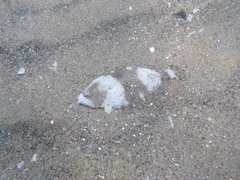 Paralichthys woolmani