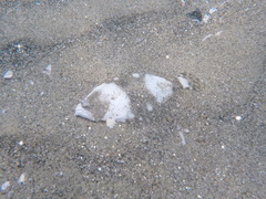 Paralichthys woolmani