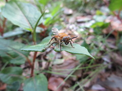 Megacampsomeris prismatica