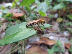 Megacampsomeris prismatica