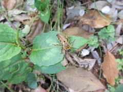 Megacampsomeris prismatica