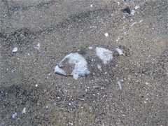 Paralichthys woolmani