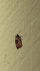 Hoplomorpha abalienella