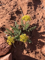 Lomatium foeniculaceum