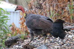 Alectura lathami lathami