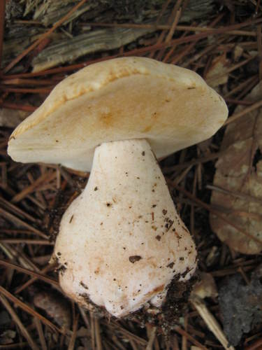 Xanthoconium stramineum image