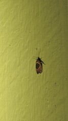 Hoplomorpha abalienella
