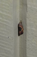 Hoplomorpha abalienella