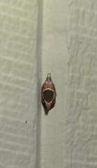 Hoplomorpha abalienella