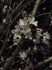 Prunus