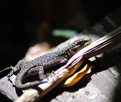 Liolaemus tenuis