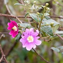 Andesanthus lepidotus, photograph desertnaturalist, CC BY, iNaturalist via GBIF