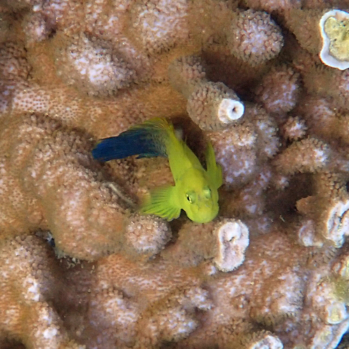 Mailcheek blenny (Cirripectes chelomatus) — Blenniidae — 5