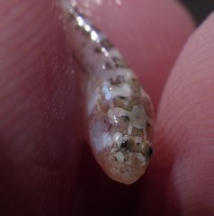 Dactyloscopus crossotus