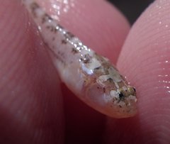Dactyloscopus crossotus