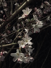 Prunus