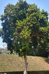 Melicoccus oliviformis