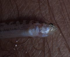 Dactyloscopus crossotus