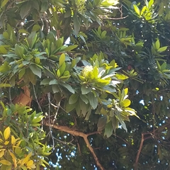 Melicoccus oliviformis