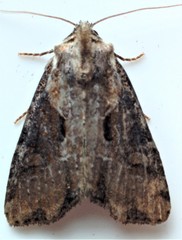 Lateroligia ophiogramma