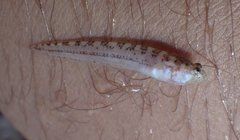 Dactyloscopus crossotus