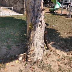 Melicoccus oliviformis