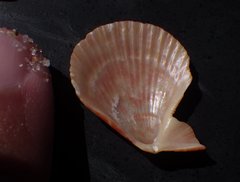 Caribachlamys sentis