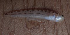 Dactyloscopus crossotus