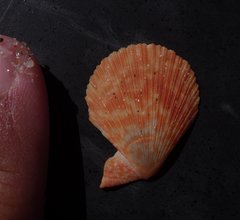 Caribachlamys sentis