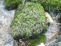 Conocephalaceae