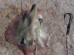 Urotrygon aspidura