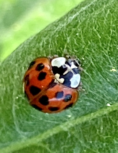 iNaturalist observation photo of Asian Lady Beetle
