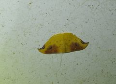 Tridrepana lunulata