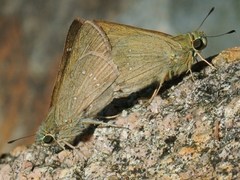 Pelopidas lyelli
