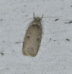 Agonopterix canadensis
