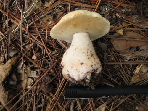 Xanthoconium stramineum image