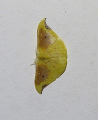 Tridrepana lunulata