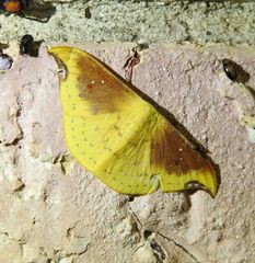 Tridrepana lunulata