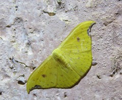 Tridrepana lunulata