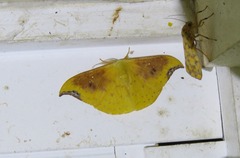 Tridrepana lunulata