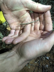 Hyrtacus tuberculatus