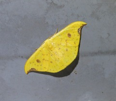 Tridrepana lunulata