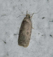 Agonopterix canadensis