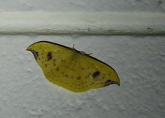 Tridrepana lunulata