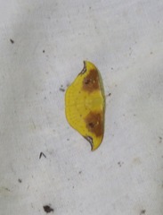 Tridrepana lunulata
